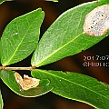 Cynometra iripa (Wrinkle Pod Mangrove) in Holloways Beach<br />Canon KDX + EFS60 F2.8 + SPEEDLITE 380EX